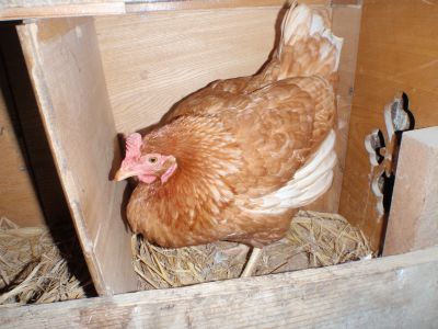 養鶏日記 豆狸の狩猟 採集的生活のススメ